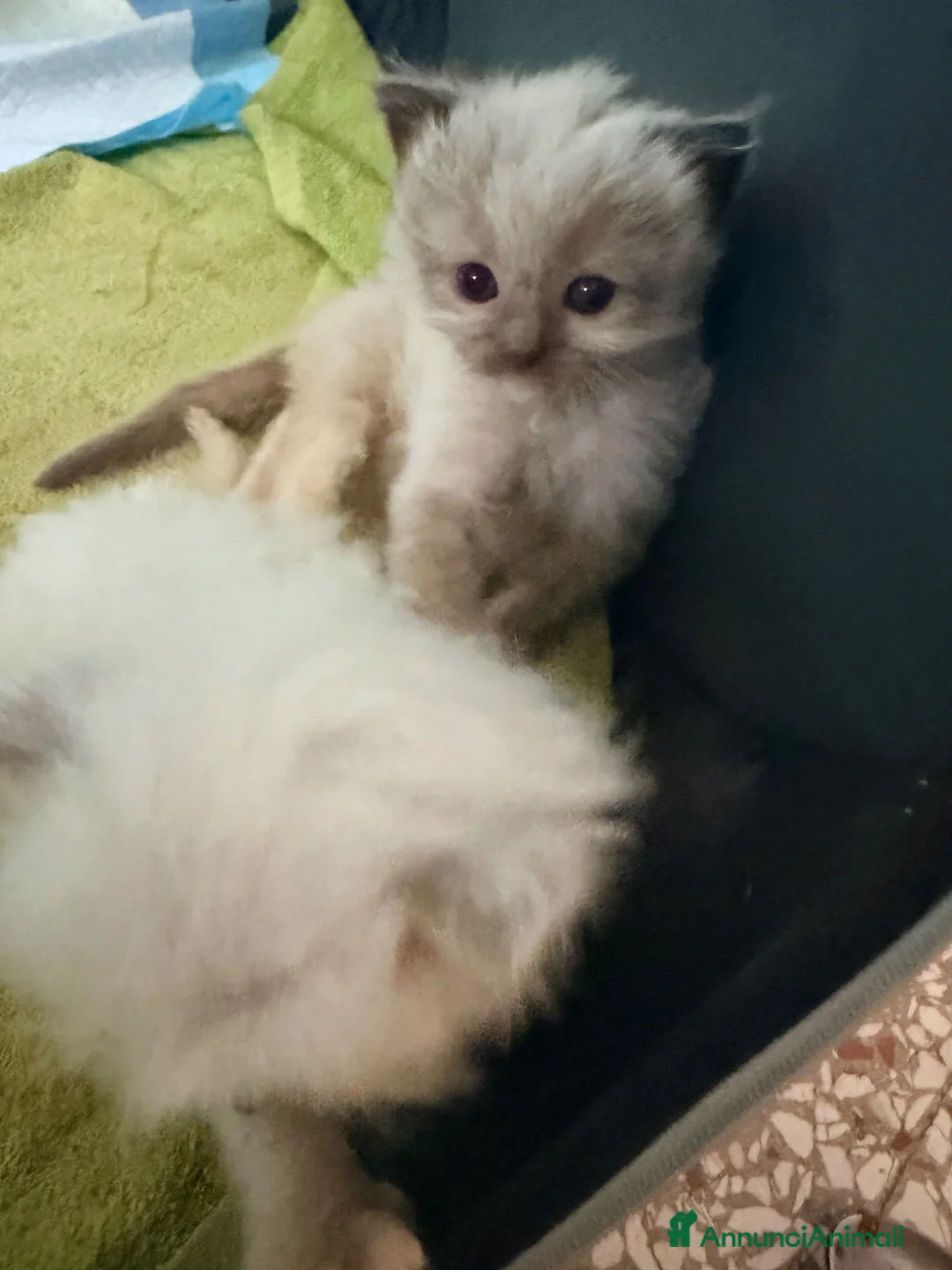 Ragdoll gatti in vendita: Cuccioli di ragdoll  - Annuncio 2