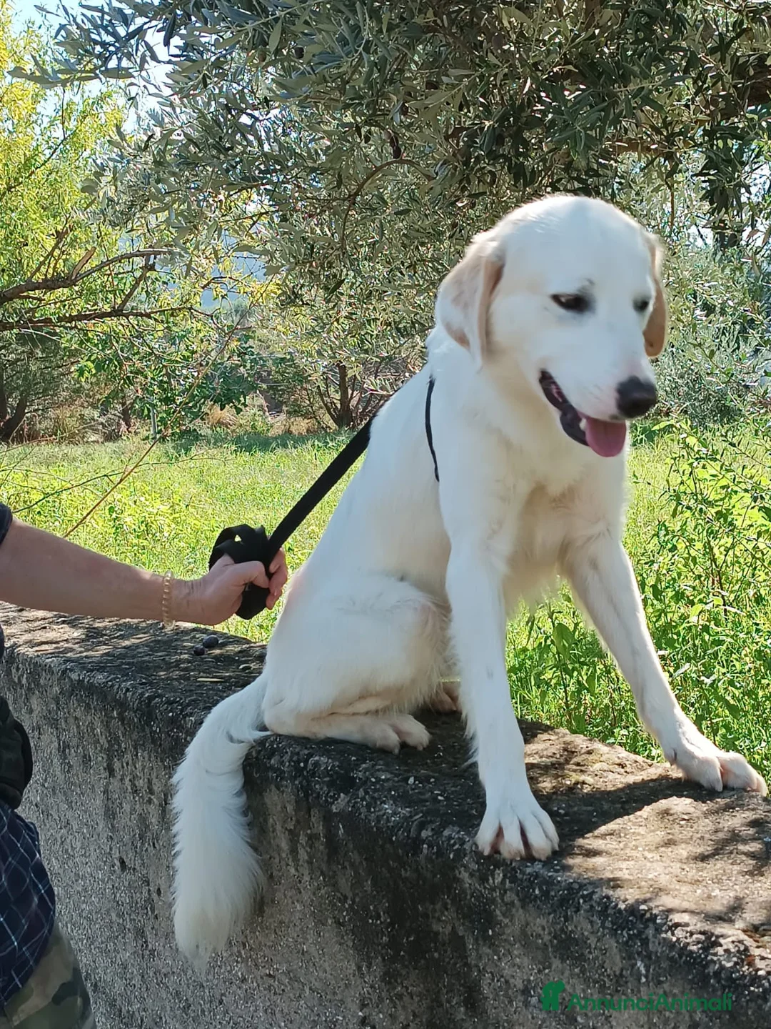 Meticcio cani in regalo: Fratello e sorella 3anni aspettano da sempre.CALAB a Città metropolitana di Milano - Annuncio 3