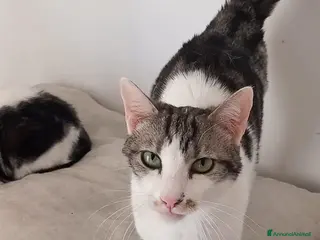 Europeo gatti Miele, adorabile gatto da adottare! - Annuncio 4