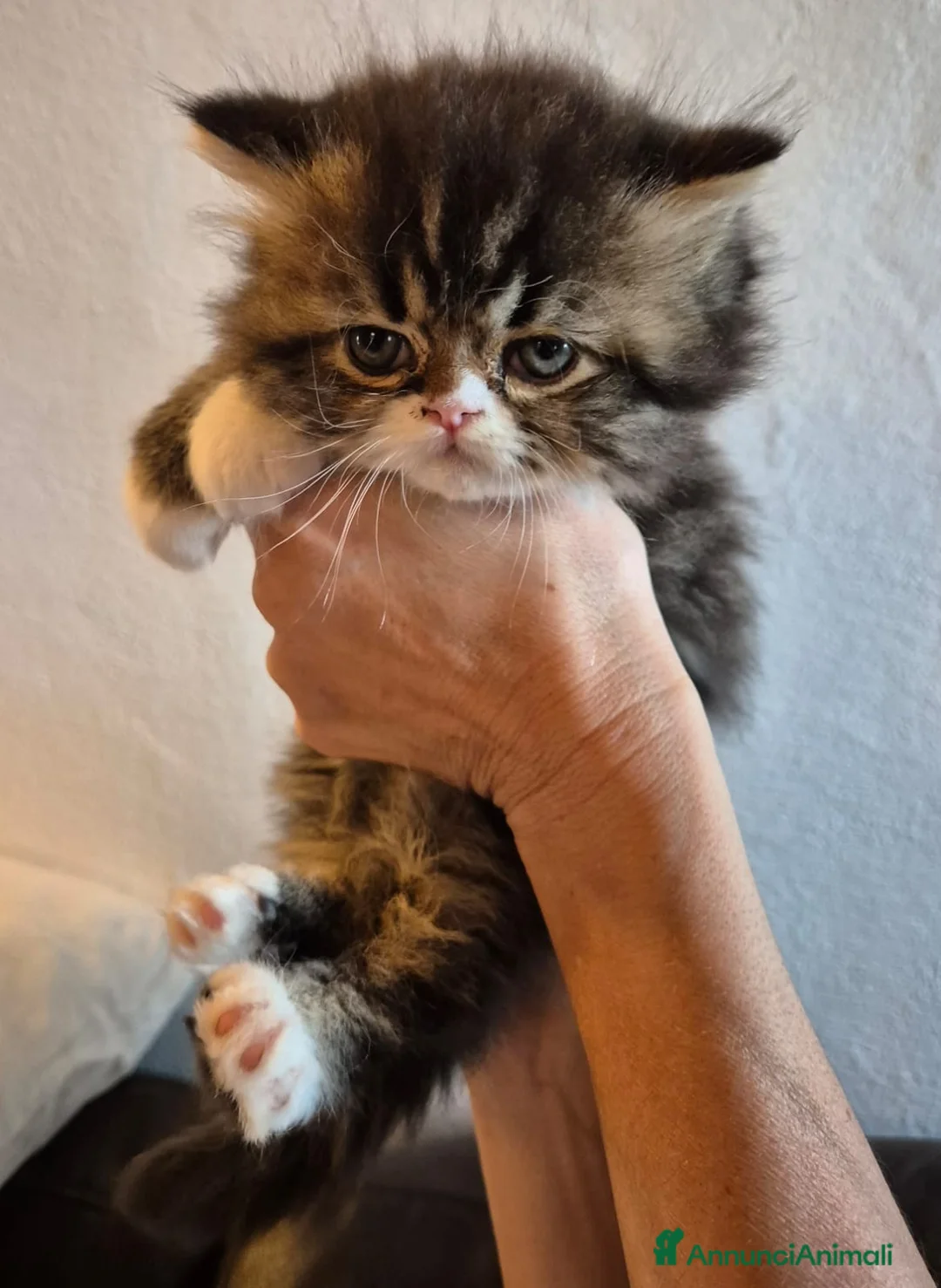 Persiano gatti in vendita: Meravigliosi cuccioli di gatto persiano - Annuncio 2