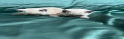 British gatti in vendita: Bellissimi gattini cercano una mamma e un papà a Provincia di Foggia - Annuncio 10