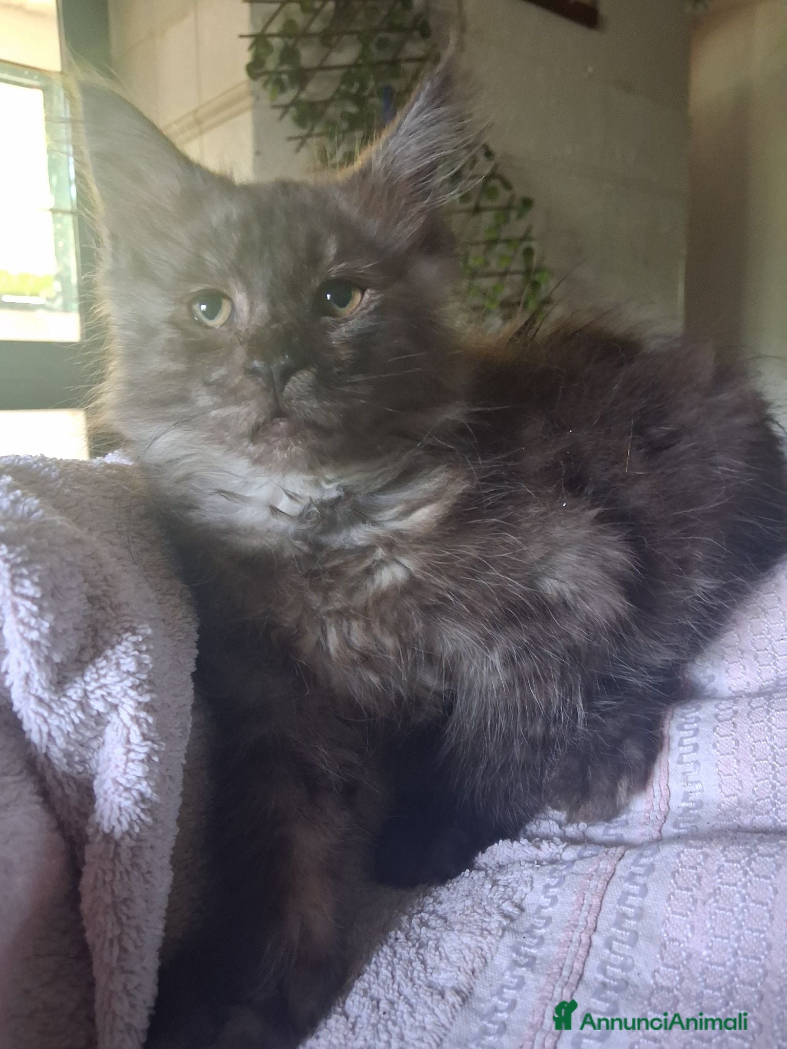 Maine Coon gatti Maine coon cuccioli - Annuncio 14