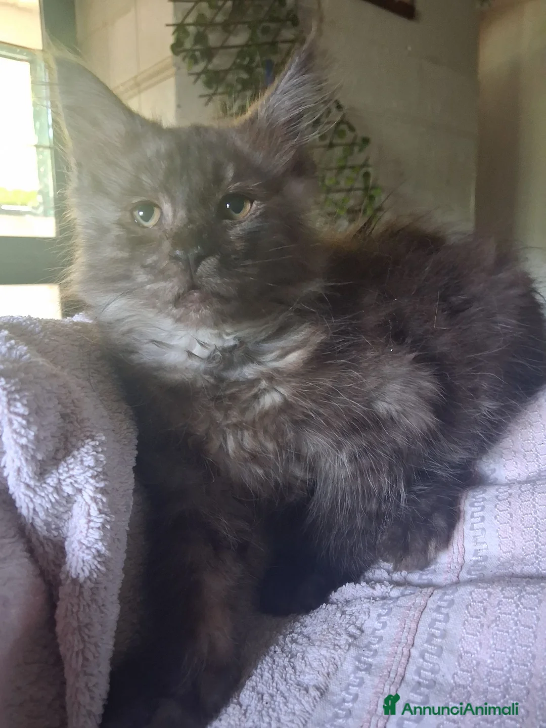 Maine Coon gatti in vendita: Maine coon cuccioli - Annuncio 1