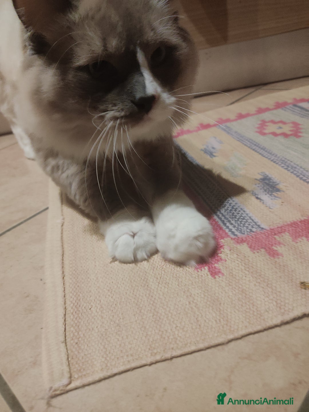 Ragdoll gatti per accoppiamento: Ragdoll maschio disponibile per monta - Annuncio 2