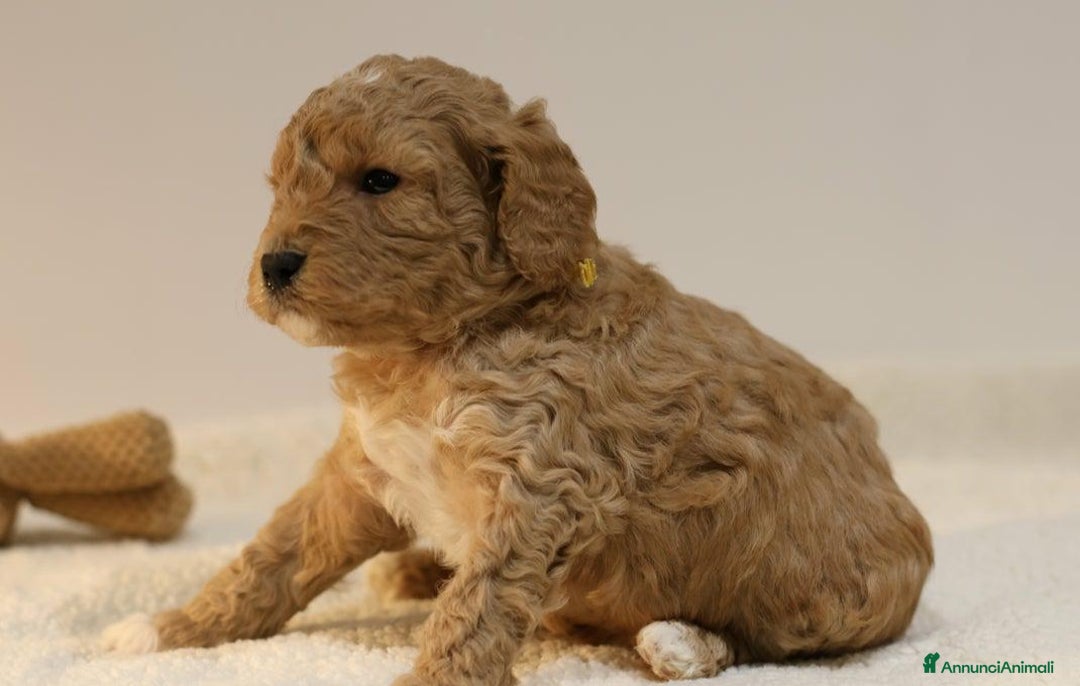 Meticcio cani in vendita: Cuccioli di F1BB Cavapoo Rosso & Crema - Annuncio 10