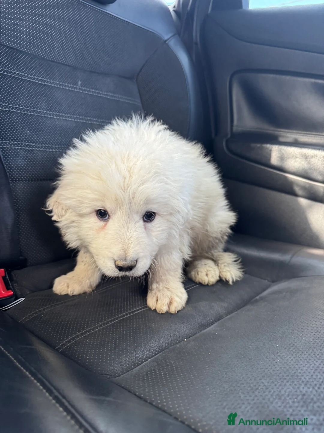 Pastore Maremmano cani in regalo: Cucciolo pastore maremmano - Annuncio 2