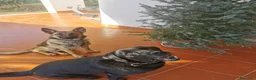 Pastore Belga cani in regalo: Regalo Sole - Annuncio 14
