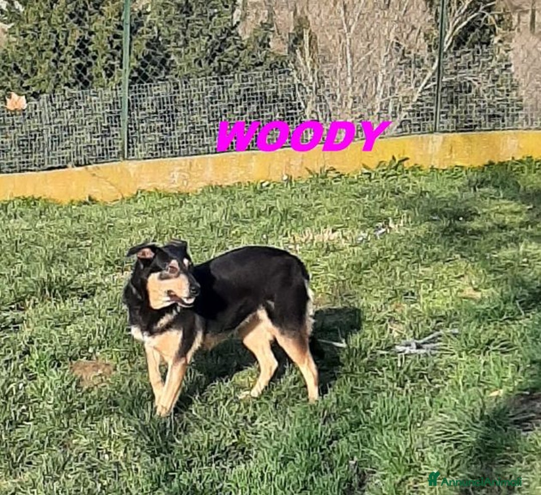 Meticcio cani in regalo: WOODY 3anni bella timidina - Annuncio 3