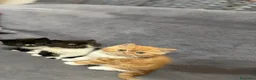 Persiano gatti in vendita: Catania - Annuncio 2