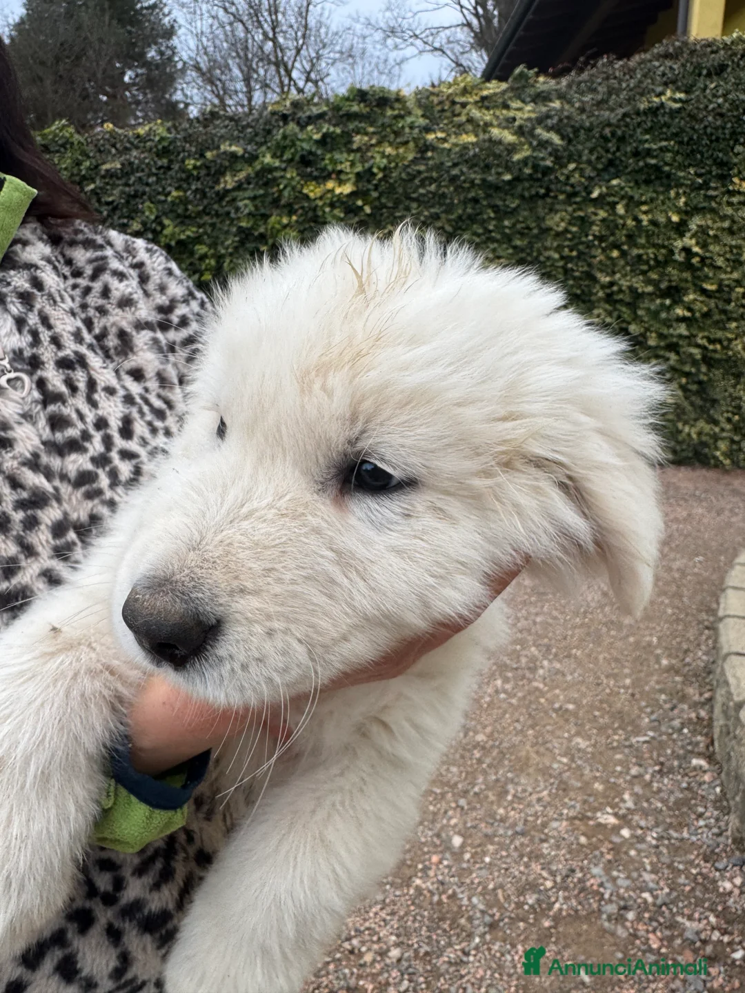 Pastore Maremmano cani in vendita: Cuccioli di pastore maremmano/abruzzese - Annuncio 6