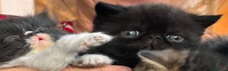 Exotic Shorthair gatti in vendita: Cuccioli esotici nero e brown a Provincia di Pisa - Annuncio 5