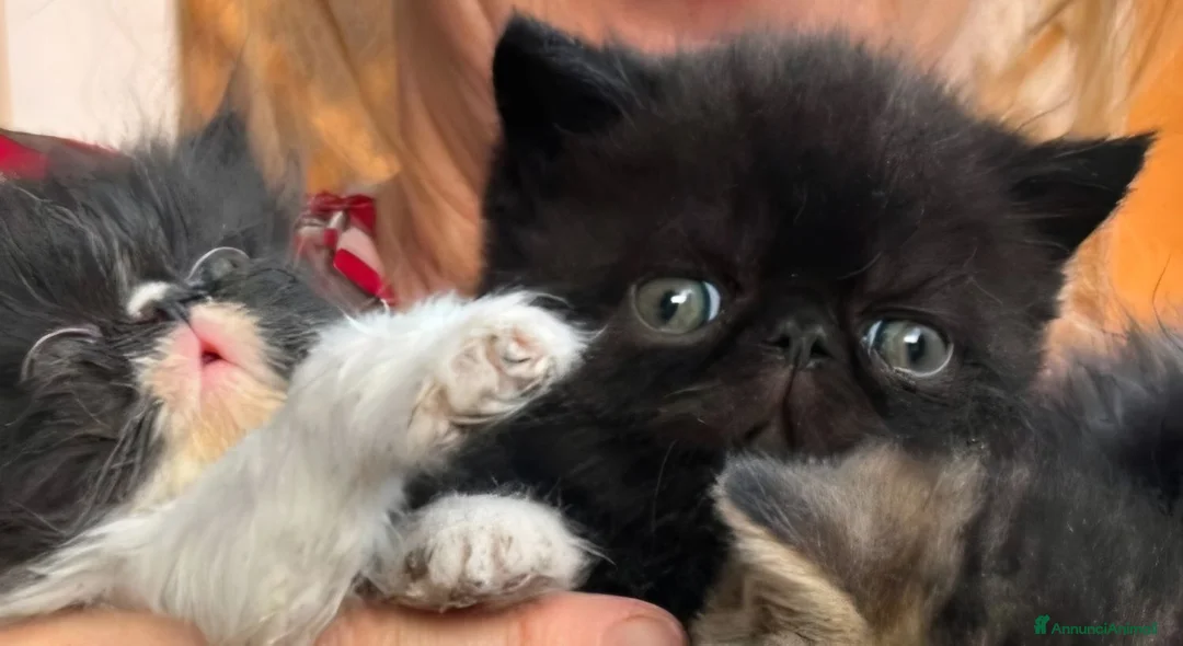 Exotic Shorthair gatti in vendita: Cuccioli esotici nero e brown a Provincia di Pisa - Annuncio 5