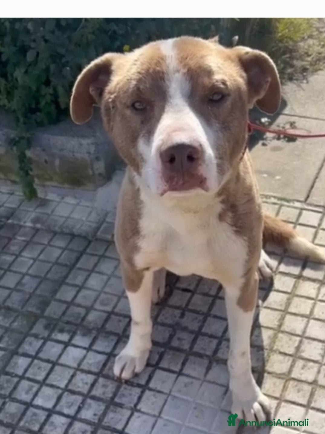 Meticcio cani Ciro mix Amstaff 8mesi trovato legato.SICILIA - Annuncio 26