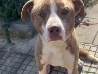 Meticcio cani Ciro mix Amstaff 8mesi trovato legato.SICILIA - Annuncio 26
