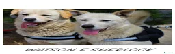 Meticcio cani in regalo: WATSON 💙 SHERLOCK 🩵 due cuori, una sola famiglia a Provincia di Bergamo - Annuncio 1