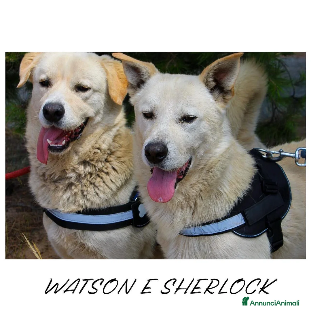 Meticcio cani in regalo: WATSON 💙 SHERLOCK 🩵 due cuori, una sola famiglia a Provincia di Bergamo - Annuncio 1
