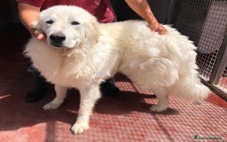 Pastore Maremmano cani in regalo: Splendida coppia di maremmani a Provincia di Viterbo - Immagine 4
