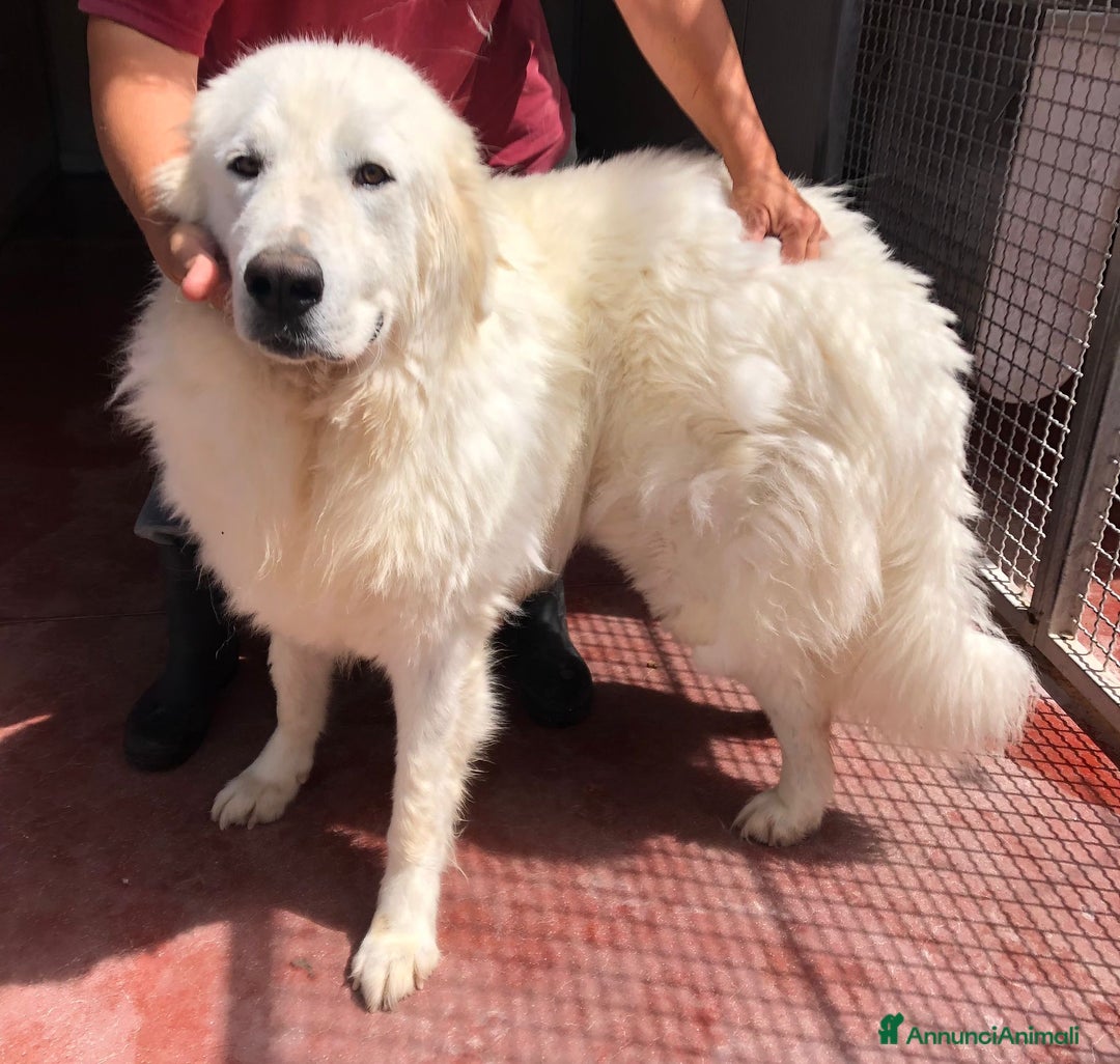 Pastore Maremmano cani in regalo: Splendida coppia di maremmani a Provincia di Viterbo - Immagine 4