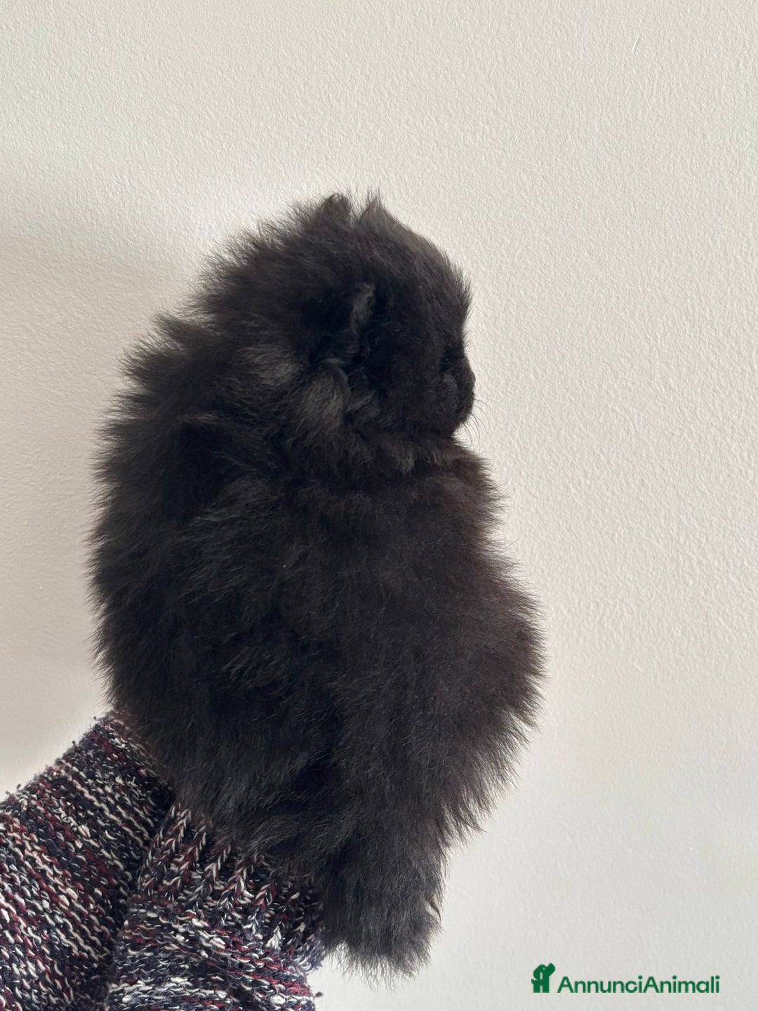 Spitz cani in vendita: SPITZ POMERANIA  - Annuncio 5