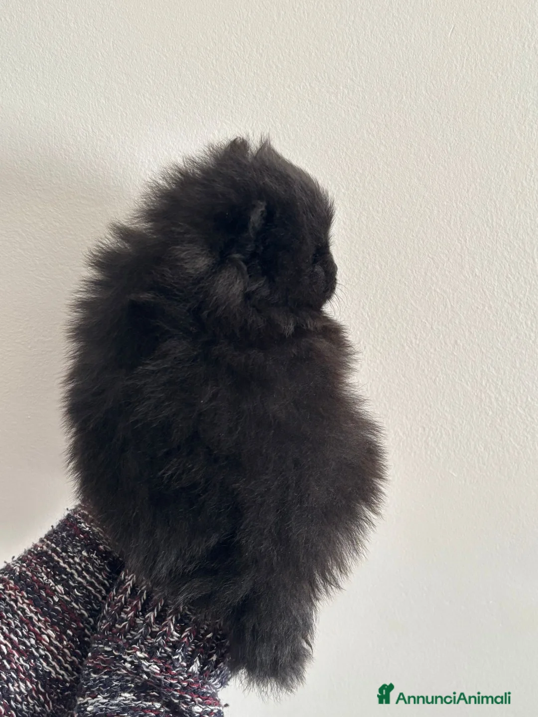 Spitz cani in vendita: SPITZ POMERANIA  - Annuncio 5