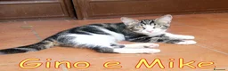 Europeo gatti in regalo: GINO E MIKE DOLCISSIMI FRATELLINI - Annuncio 1