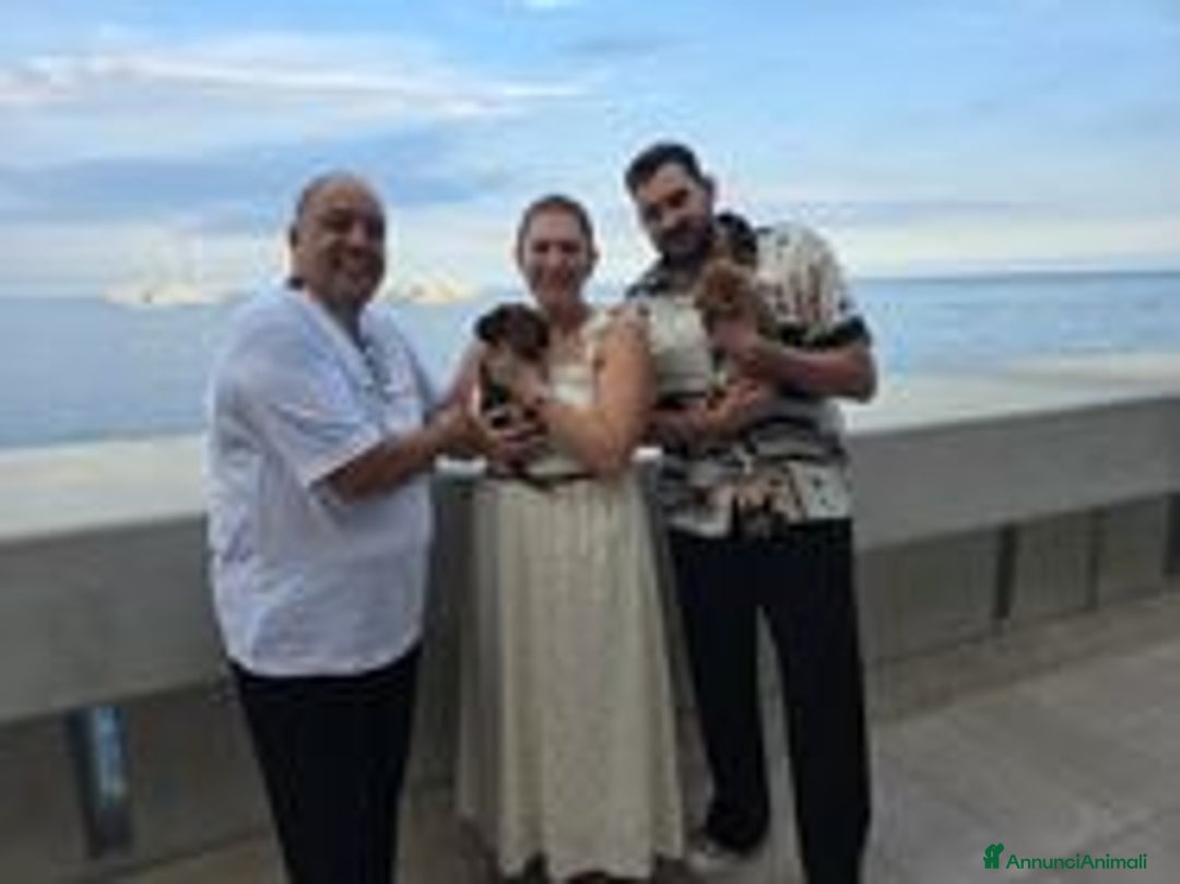 Bassotto cani in vendita: Cucciolo di Bassotto nano a pelo lungo a Città Metropolitana di Genova - Immagine 7
