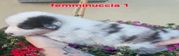 Australian Shepherd cani in vendita: Cuccioli di pastore australiano disponibili  - Annuncio 6