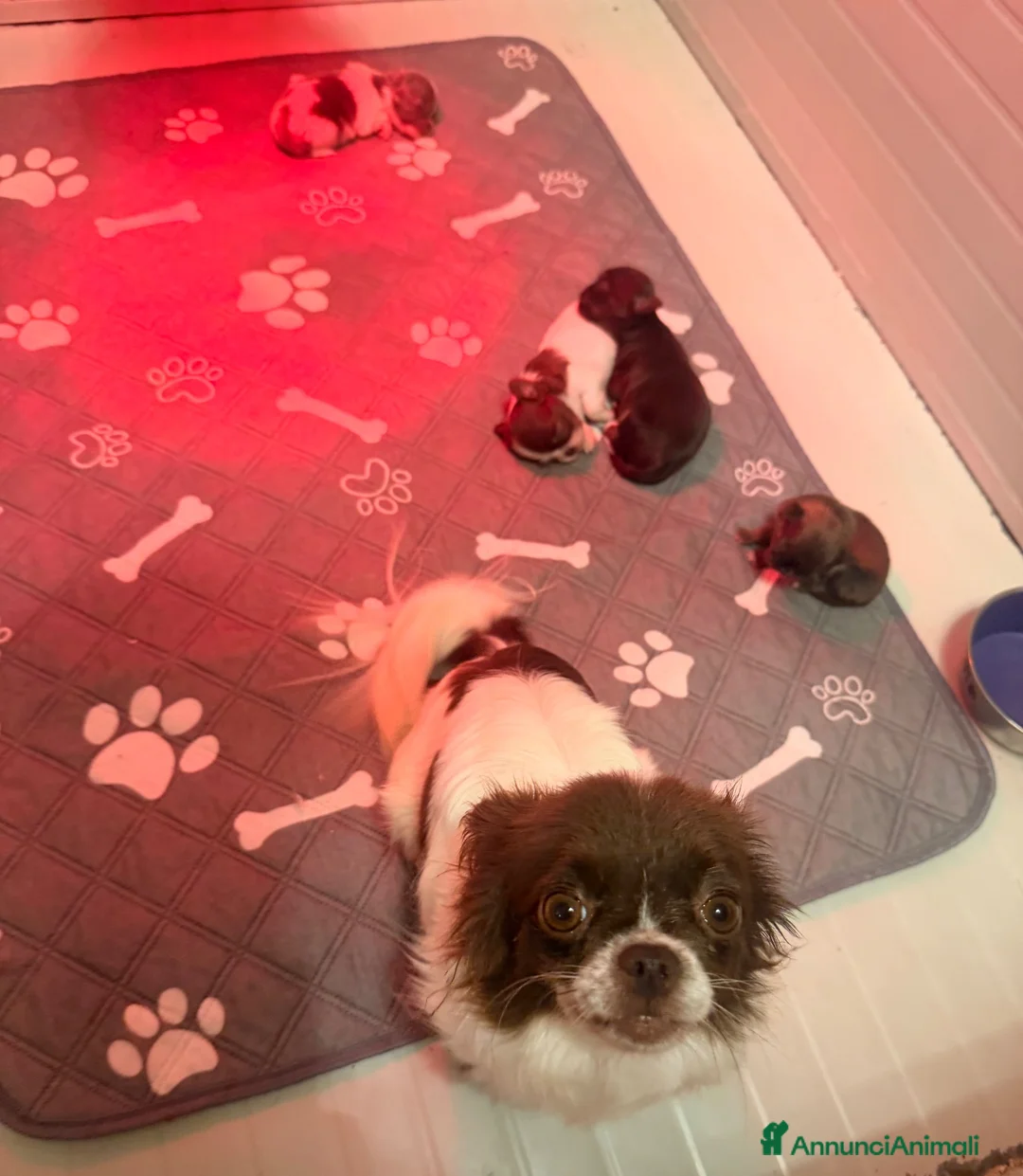 Chihuahua cani in vendita: Cucciolo chihuahua a Pelo lungo  - Annuncio 1