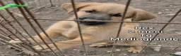 Meticcio cani in regalo: CUCCIOLI, URGENTE: TEMPO SCADUTO  - Annuncio 2