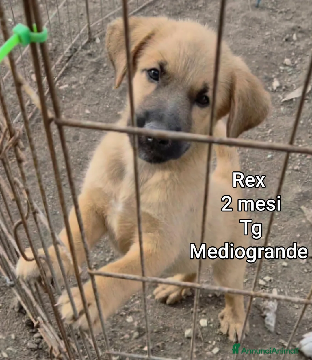 Meticcio cani in regalo: CUCCIOLI, URGENTE: TEMPO SCADUTO  - Annuncio 2