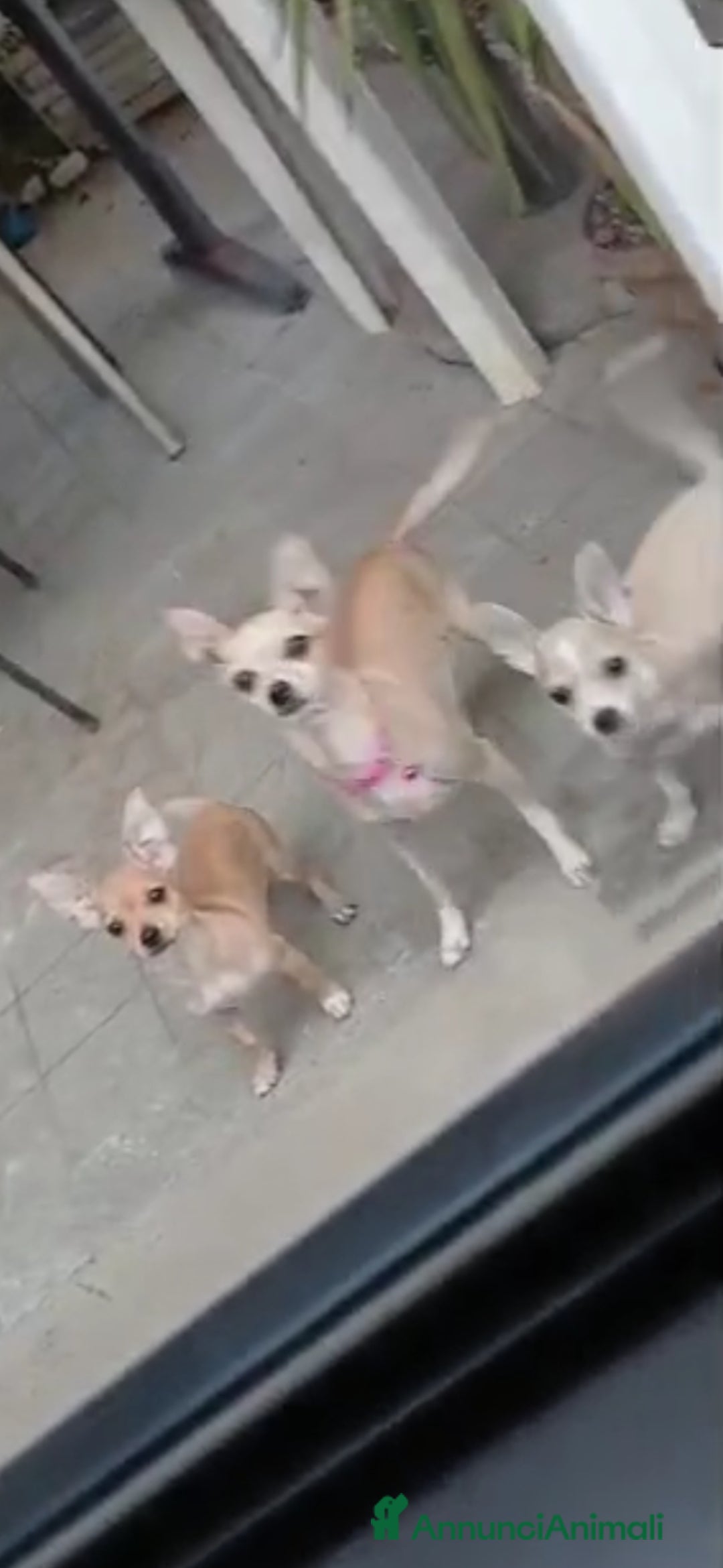 Chihuahua cani in vendita: Cuccioli chihuahua - Annuncio 1