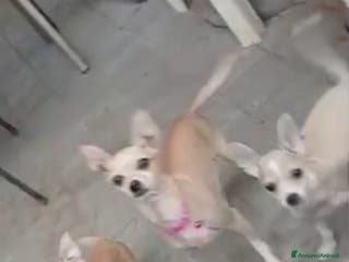 Chihuahua cani Cuccioli chihuahua - Annuncio 19