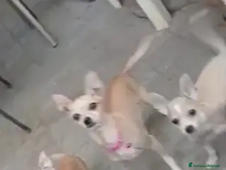 Chihuahua cani Cuccioli chihuahua - Annuncio 18