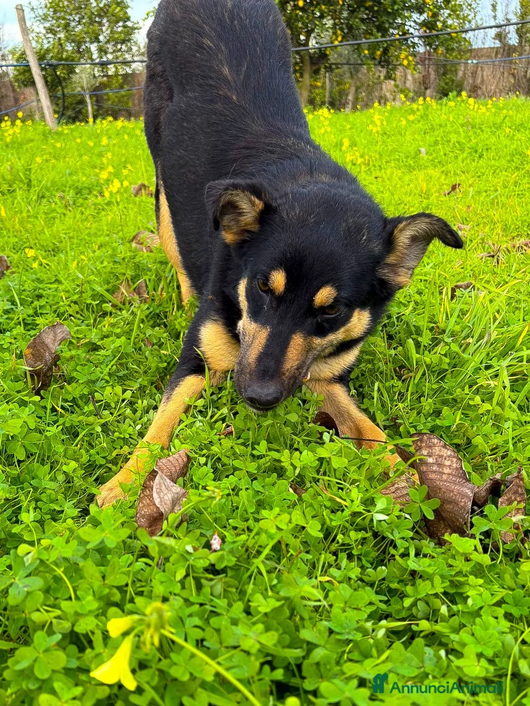 Meticcio cani in regalo: ADA 🩷 - cucciola taglia media contenuta cerca 🏠  - Annuncio 8