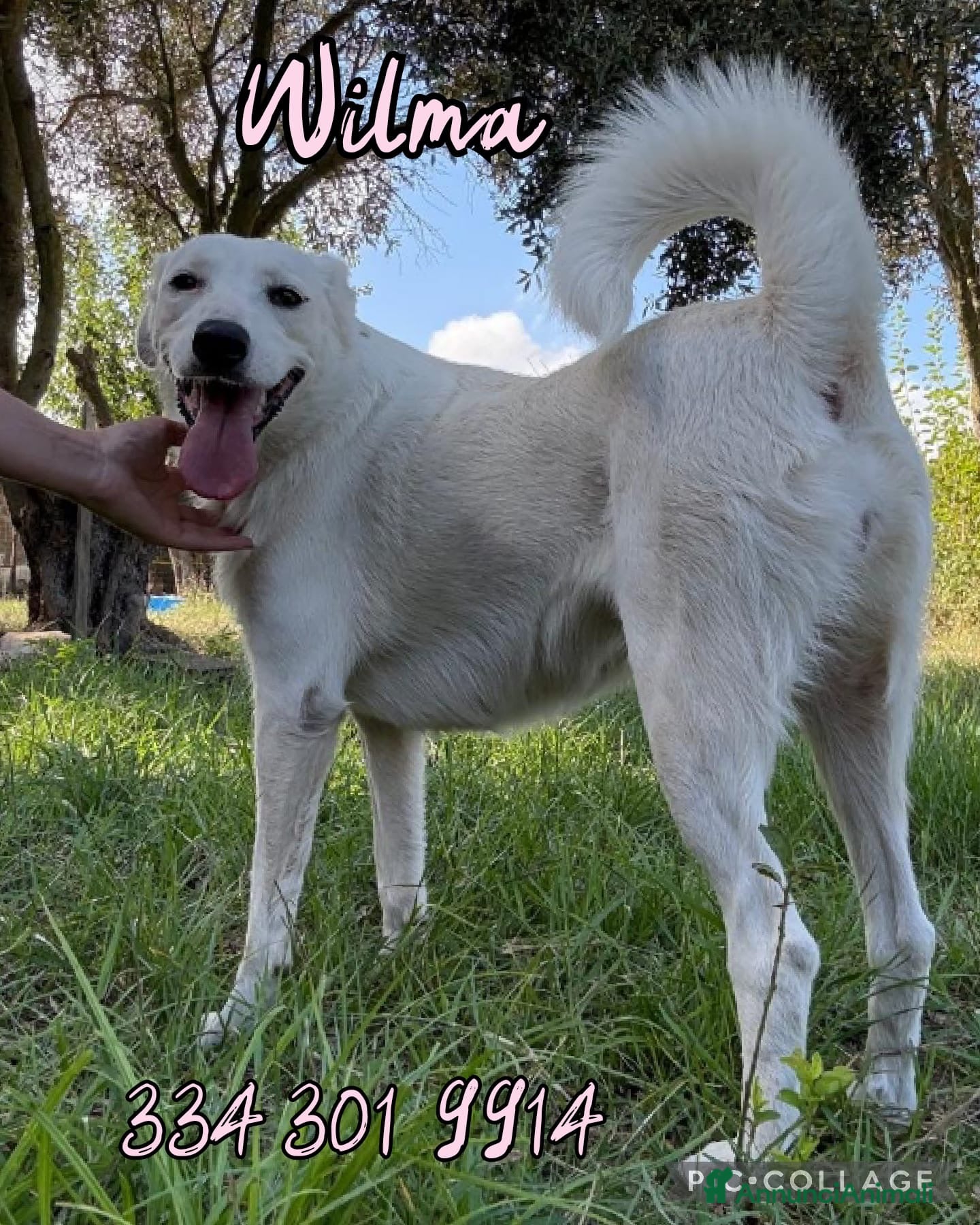 Meticcio cani WILMA 🩷 - quasi due anni, da sempre in canile 😞 - Annuncio 12