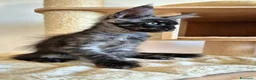 Maine Coon gatti in vendita: Cuccioli MCO di alta genealogia. - Annuncio 4