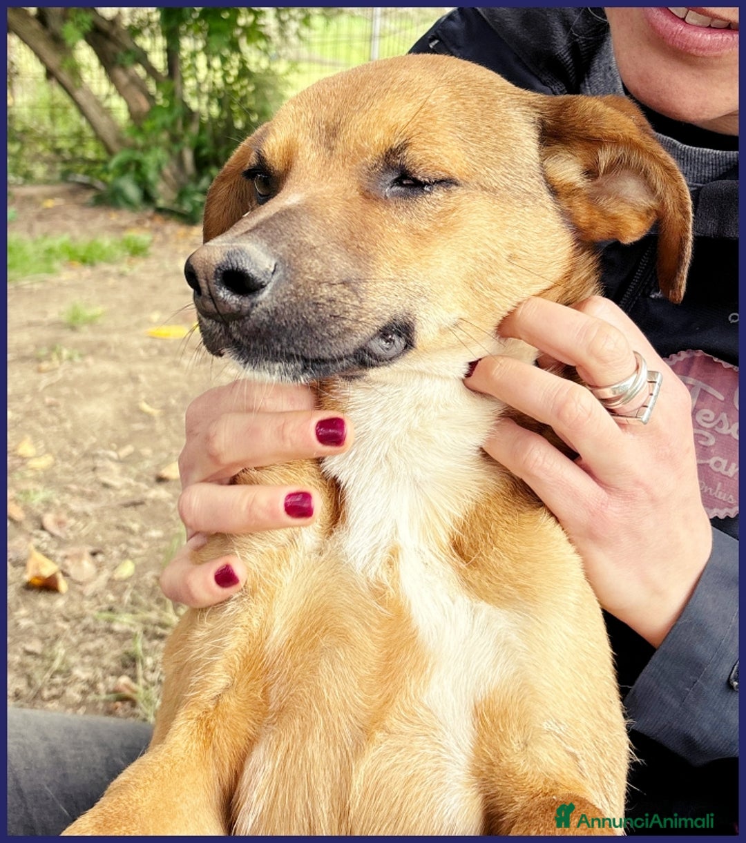 Meticcio cani in regalo: GUE' PEQUENO, 2 ANNI, POCO PIU' DI 10 KG, UN TENER a Città metropolitana di Milano - Annuncio 4