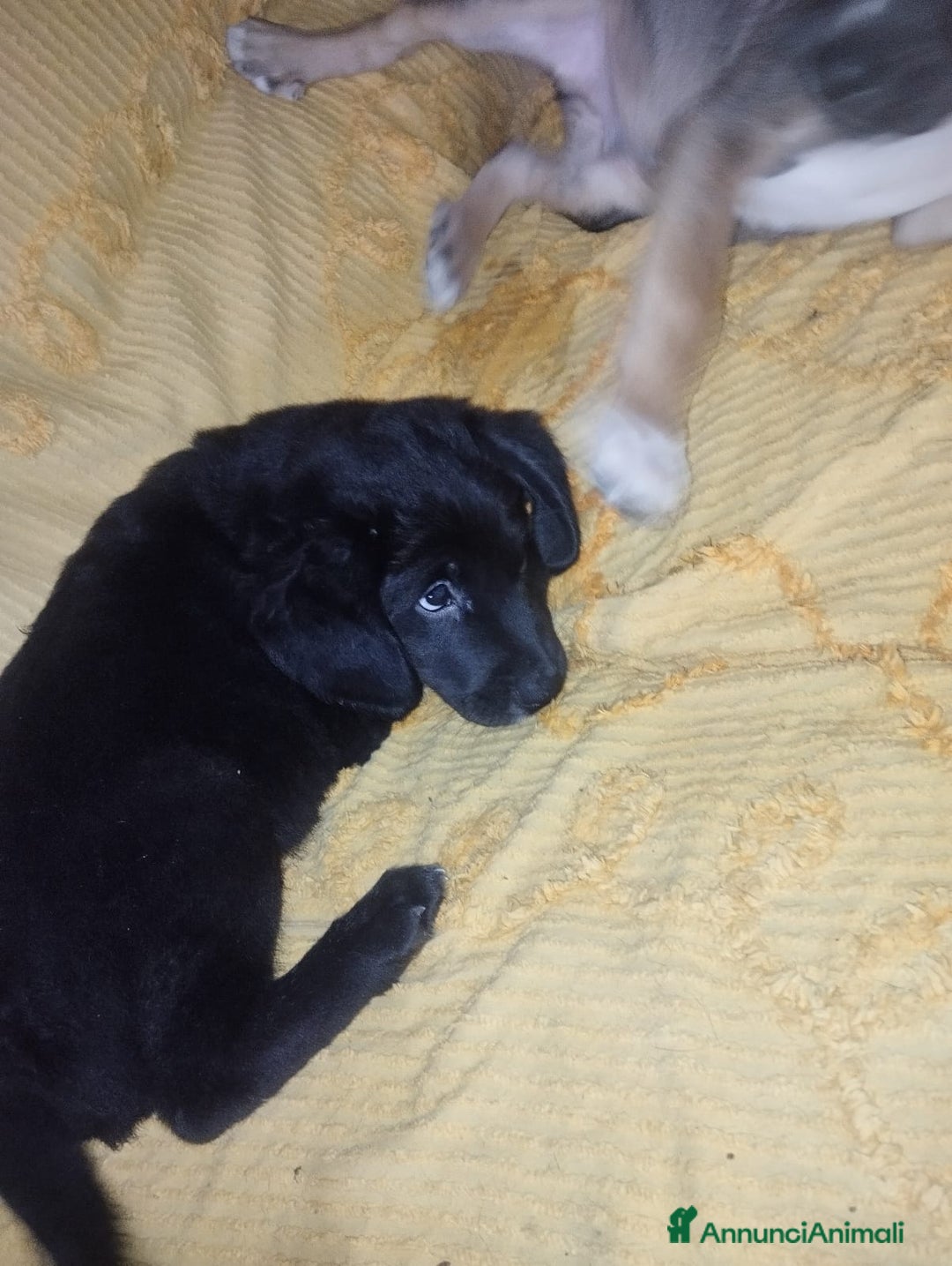 Meticcio cani in regalo: Regalo 3 cuccioli - Annuncio 7