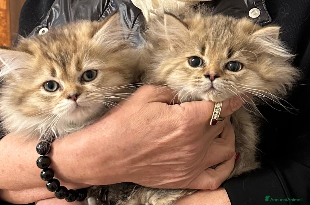 Persiano gatti in vendita: Gattini persiani normotipo  - Annuncio 9