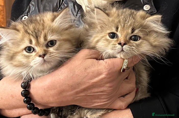 Persiano gatti Gattini persiani normotipo - Annuncio 2