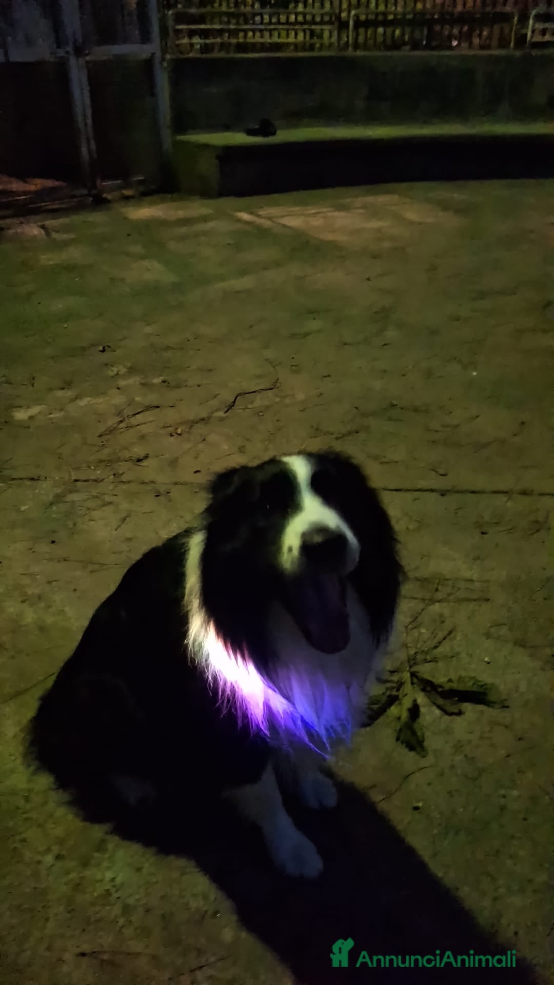 Border Collie cani in vendita: Vendita  - Annuncio 2