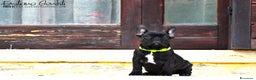 Bulldog Francese cani in vendita: Femmina bouledogue francese  - Annuncio 2