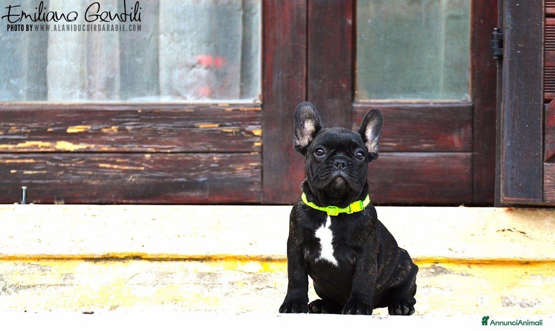 Bulldog Francese cani in vendita: Femmina bouledogue francese  - Annuncio 2