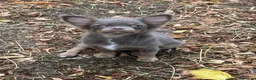 Chihuahua cani in vendita: Chihuahua lilac tan - Annuncio 1