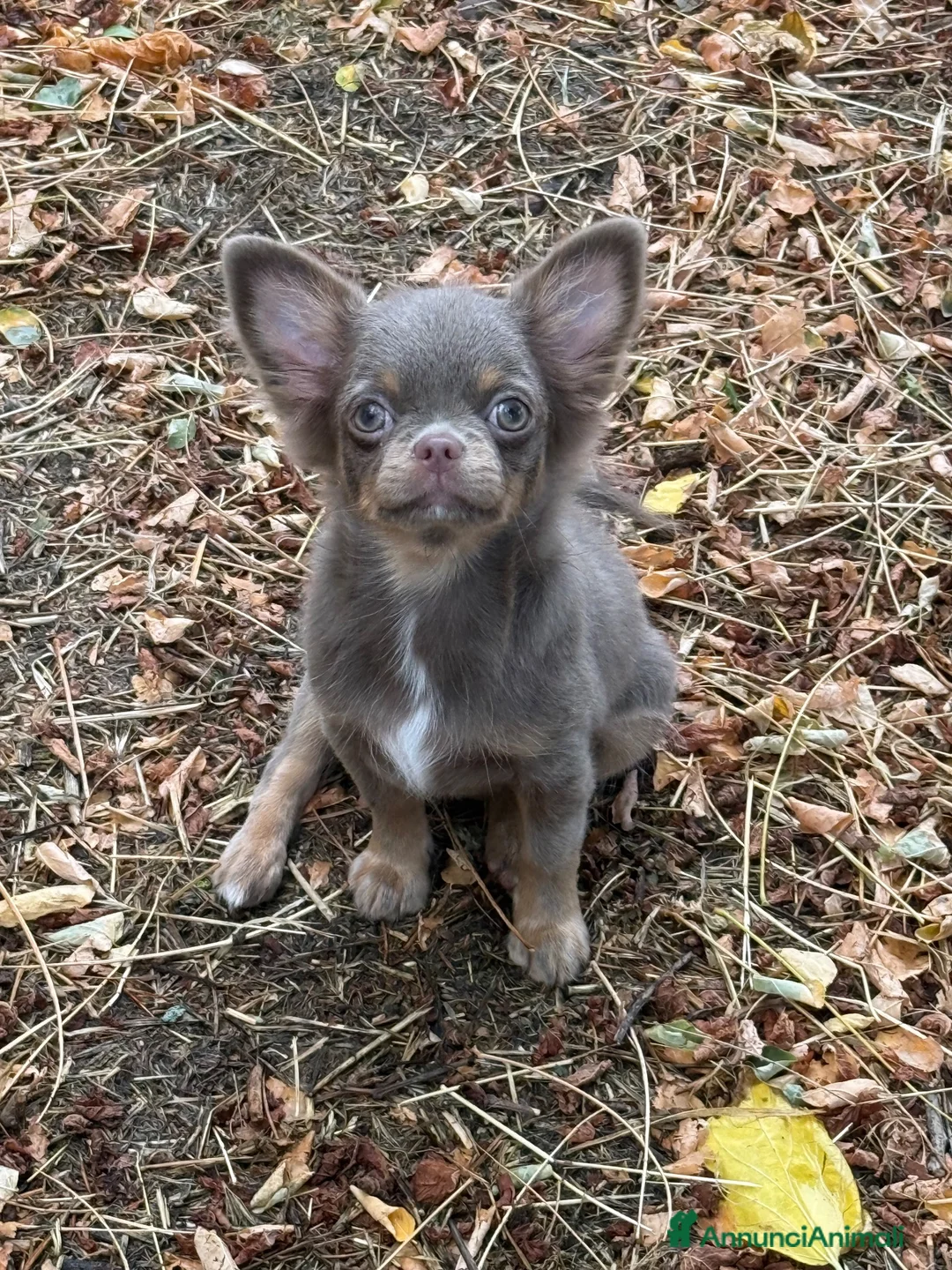 Chihuahua cani in vendita: Chihuahua lilac tan - Annuncio 1