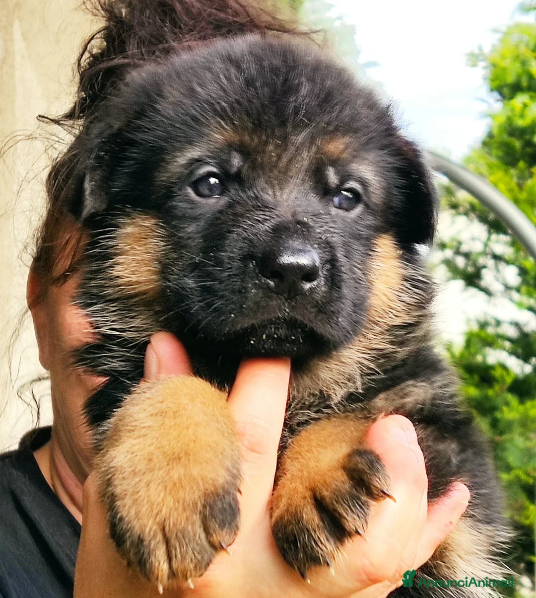 Immagine della galleria {{count}}