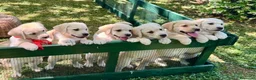 Labrador cani in vendita: Labrador retriever - Annuncio 3