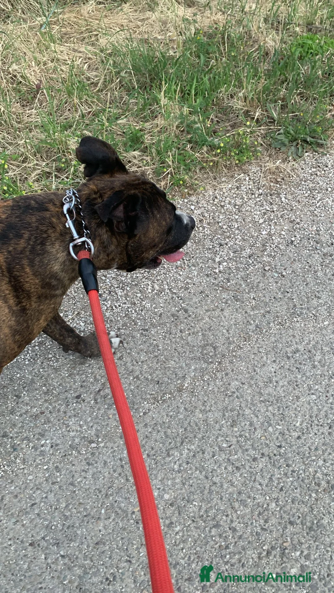 Meticcio cani in regalo: Una famiglia per Ronny - Annuncio 3