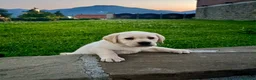 Labrador cani in vendita: Cuccioli di Labrador Miele a Provincia di Massa e Carrara - Annuncio 3