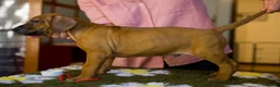 Rhodesian Ridgeback cani in vendita: Wid Gees Litter - Annuncio 35